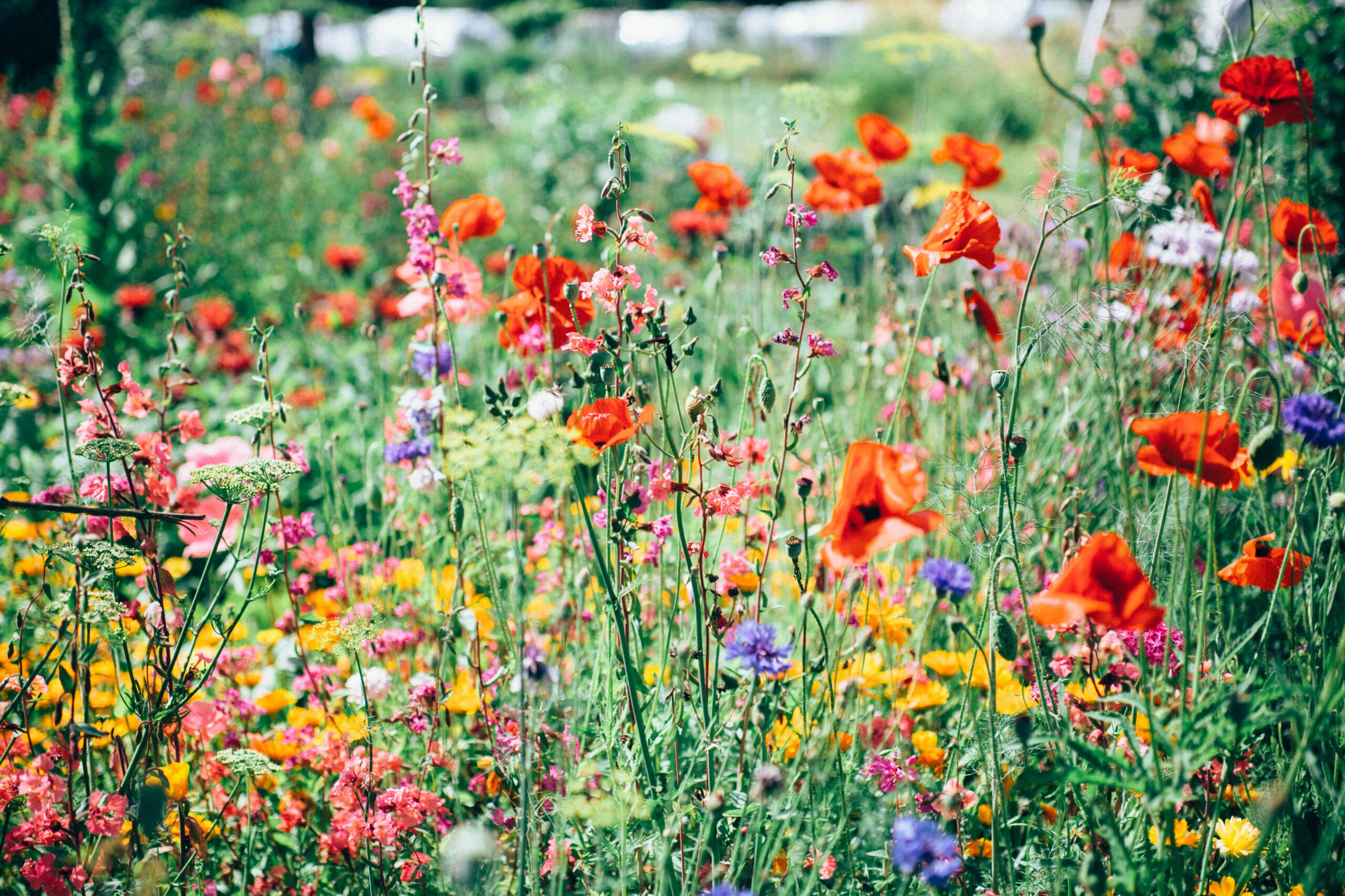 A field of wildflowers in red, pink, yellow and purple